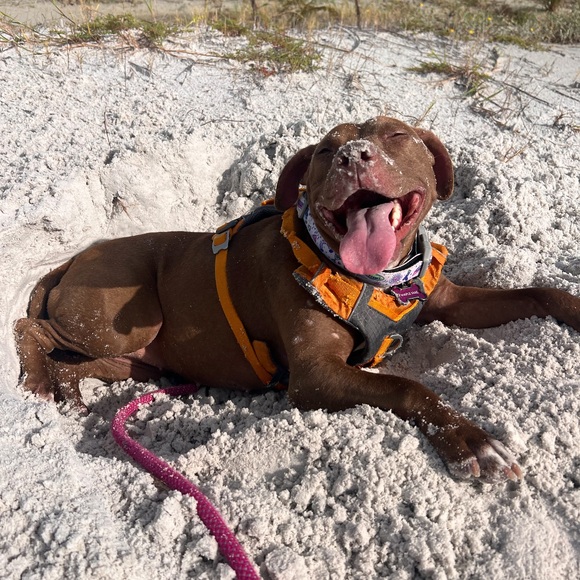 brownbeachdog